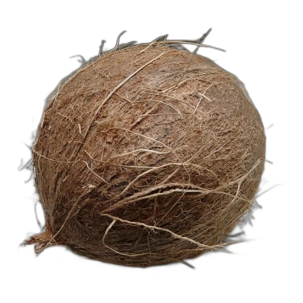 Coconut