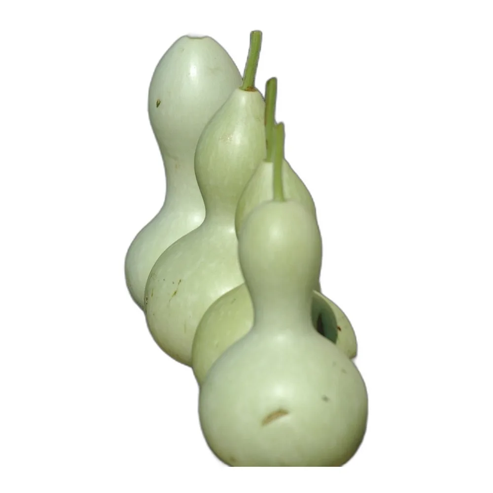Dudhi (Bottle Gourd)